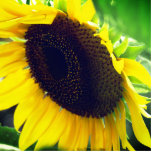 Nahes Foto einer Sonnenblume Freistehende Fotoskulptur<br><div class="desc">Foto einer Sonnenblume,  die zu einer Statuette für Ihr Büro oder Ihre Zuhause erstellt wurde.</div>