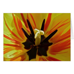 Nahes hohes der Tulpe