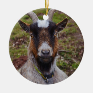 Nahes hohes der Ziege Keramik Ornament
