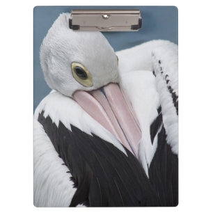 Nahes hohes des australischen Pelikans Klemmbrett