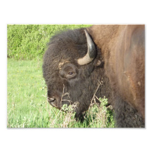 Nahes hohes des Bisons Fotodruck