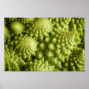 Nahes hohes des Romanesco Brokkoli-Gemüses Poster