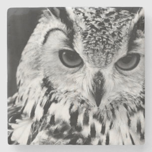 Nahes hohes Porträt der eurasischen Eagle-Eule Steinuntersetzer