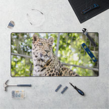 Nahes Leopard Face Foto