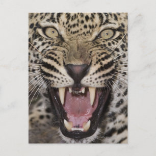 Nahes Leopardenpfeifen Postkarte