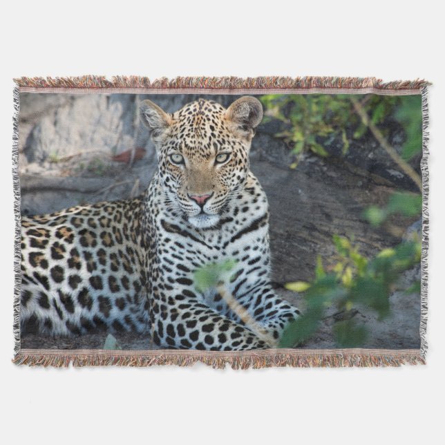 Nahes Leopardenportrait Decke (Vorderseite)