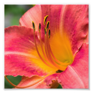 Nahes Macro der Pink Lily Blume Fotodruck