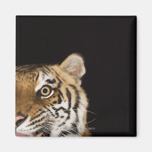 Nahes Ohr des zerreißenden Tigers Magnet