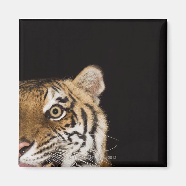 Nahes Ohr des zerreißenden Tigers Magnet (Vorne)