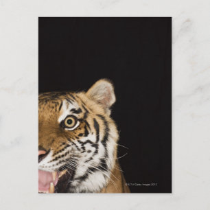 Nahes Ohr des zerreißenden Tigers Postkarte
