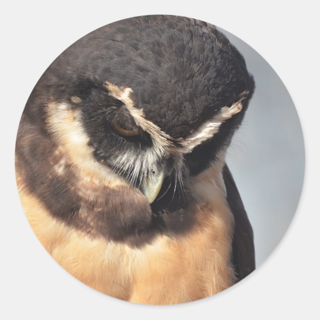 Nahes Owl, das wütend auf den Hafen schaut Runder Aufkleber (Vorderseite)