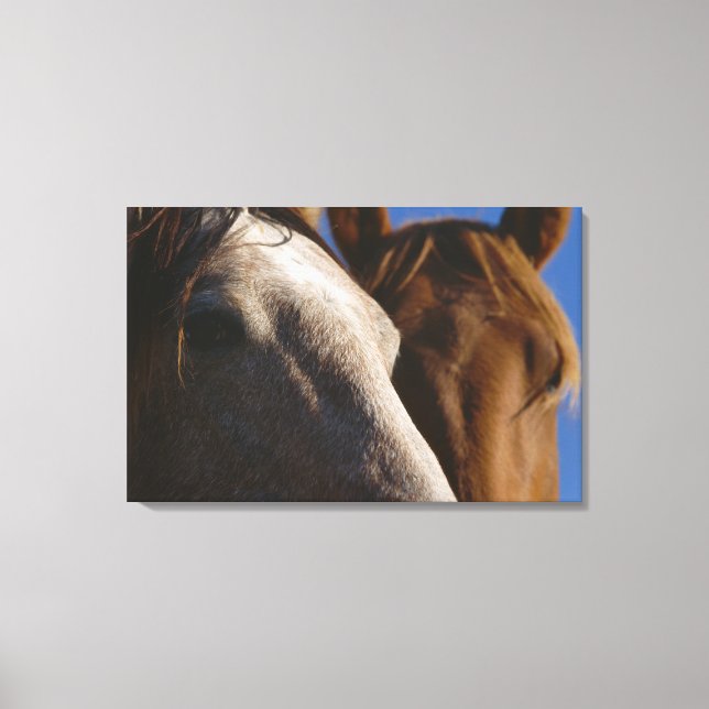 Nahes Pferd Leinwanddruck (Vorderseite)