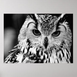 Nahes Portrait der eurasischen Adlereule Poster