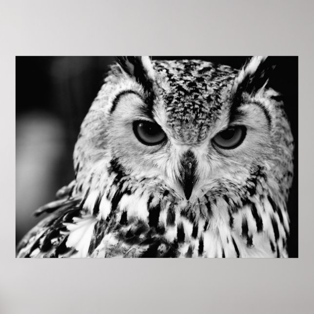 Nahes Portrait der eurasischen Adlereule Poster (Vorne)