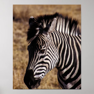Nahes Porträt eines Zebra - Simbabwe Poster