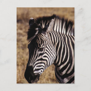 Nahes Porträt eines Zebra - Simbabwe Postkarte