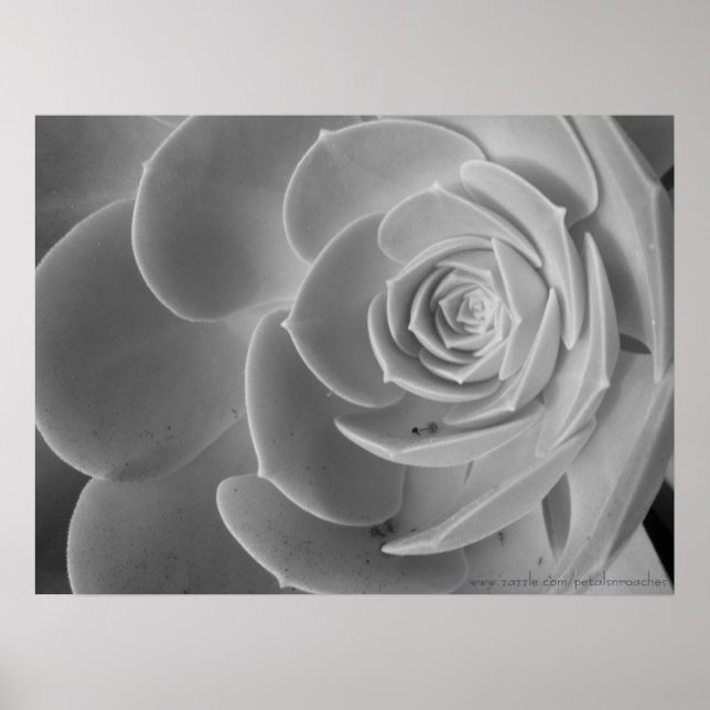 Nahes Poster (Vorne)