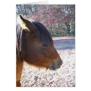 Nahes Reitpferd, Little Brown Pony