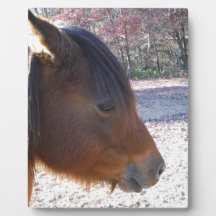 Nahes Reitpferd, Little Brown Pony Fotoplatte