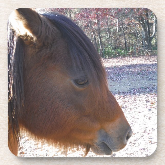 Nahes Reitpferd, Little Brown Pony Untersetzer (Vorderseite)