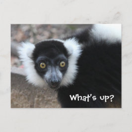 Nahes Schwarz-Weiß-Lemur Postkarte