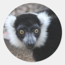 Nahes Schwarz-Weiß-Lemur