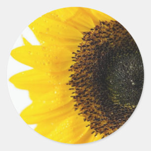 Nahes Sonnenblumenbild Runder Aufkleber