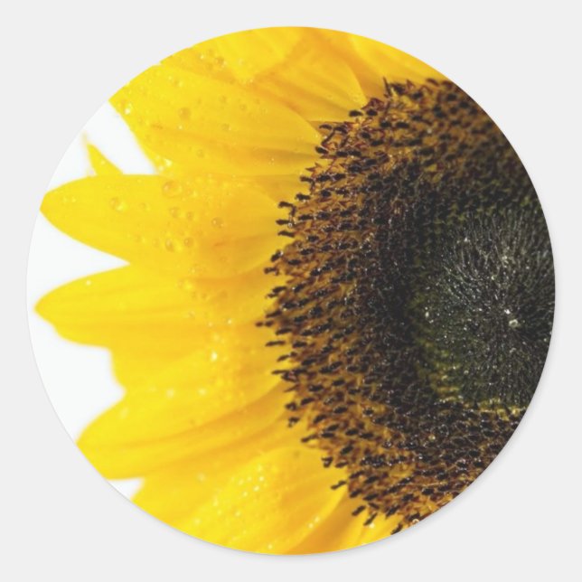 Nahes Sonnenblumenbild Runder Aufkleber (Vorderseite)