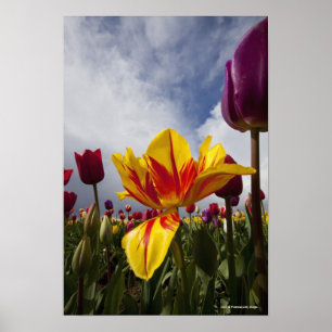 Nahes Up bunter blühender Tulpen in Oregon Poster