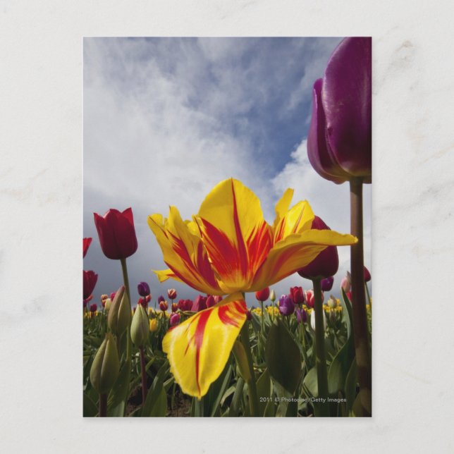 Nahes Up bunter blühender Tulpen in Oregon Postkarte (Vorderseite)