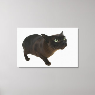 Nahes up einer Katze 2 Leinwanddruck