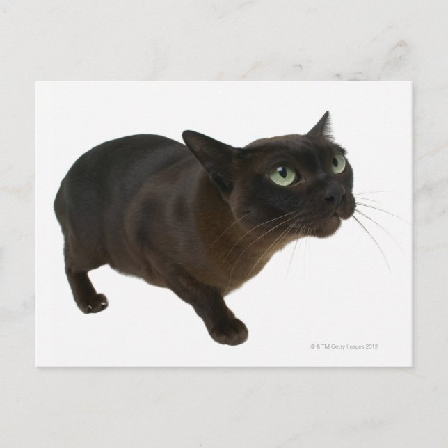 Nahes up einer Katze 2 Postkarte (Vorderseite)
