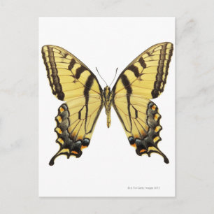 Nahes Up eines Schmetterlings 2 Postkarte