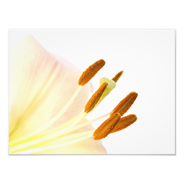 Nahes up lila stamen Foto (Vorne)