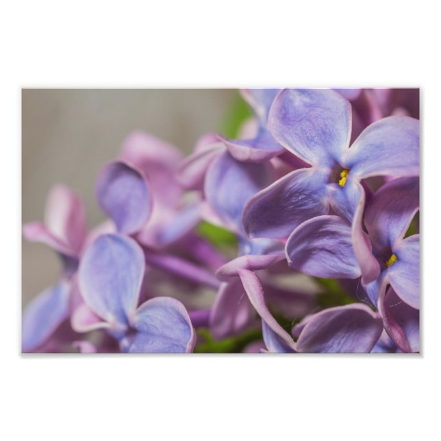 Nahes Up-Lilac-Blumenbild Fotodruck (Vorne)