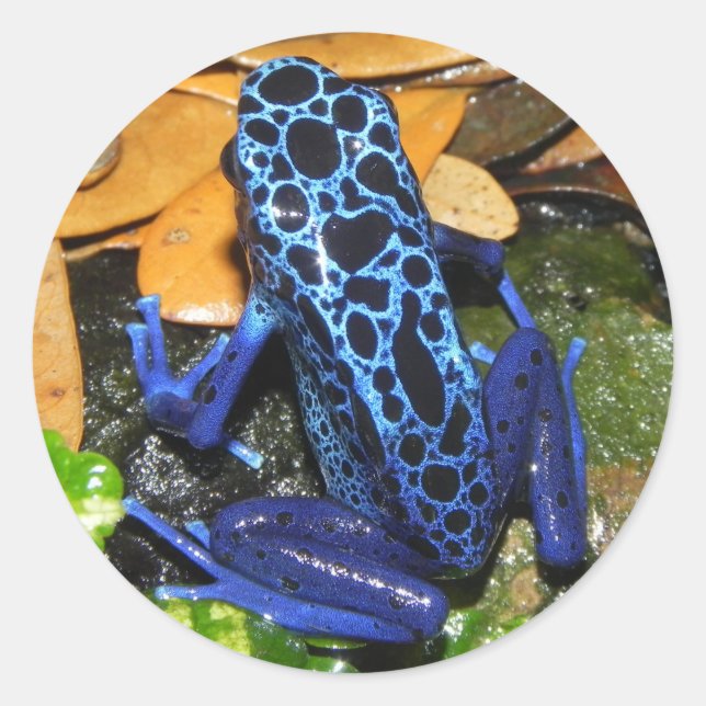 Nahes Up of a Blue Poision Dart Frog Runder Aufkleber (Vorderseite)