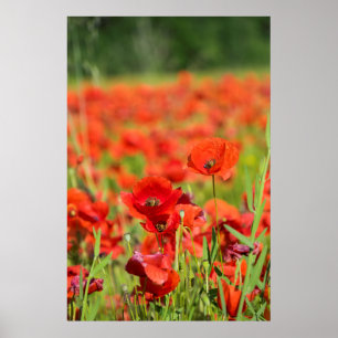 Nahes up of a Poppy field, Frankreich Poster