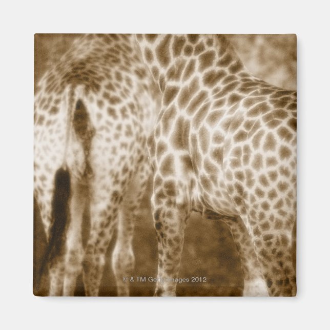 Nahes Up of Giraffes Krüger National Park South Magnet (Vorne)