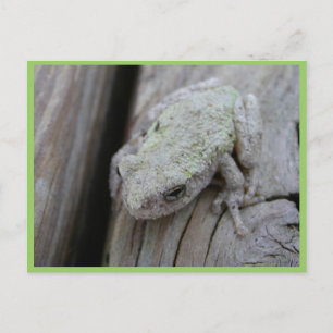 Nahes Up-White-Tree-Frog Postkarte