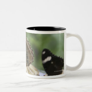 Nahrung für Schmetterlinge Zweifarbige Tasse