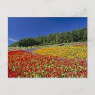 Nakafurano, Sorachi, Hokkaido, Japan Postkarte