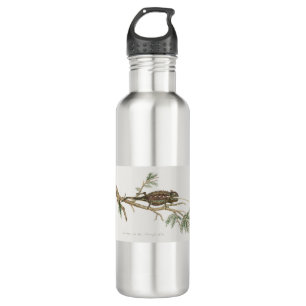 Namaqua chameleon Lizard Reptile Gecko Edelstahlflasche