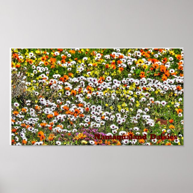 Namaqualand Daisies Season Poster (Vorne)