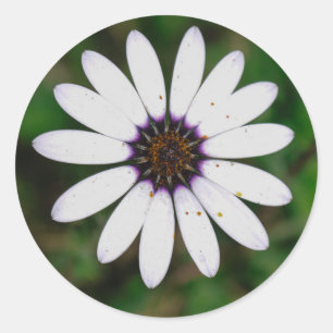 Namaqualand Wilde Blume Südafrika Runder Aufkleber