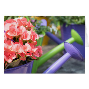 Name Day-pink Begonia in lila Bewässerung kann