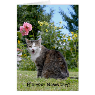 Name Day Winby Tabby