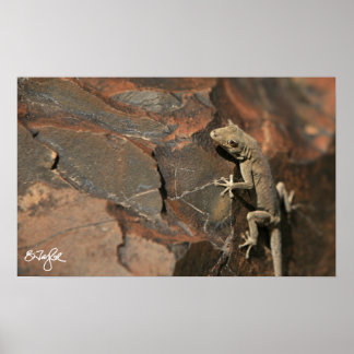 Namib Day Gecko (Bradfield's Poster