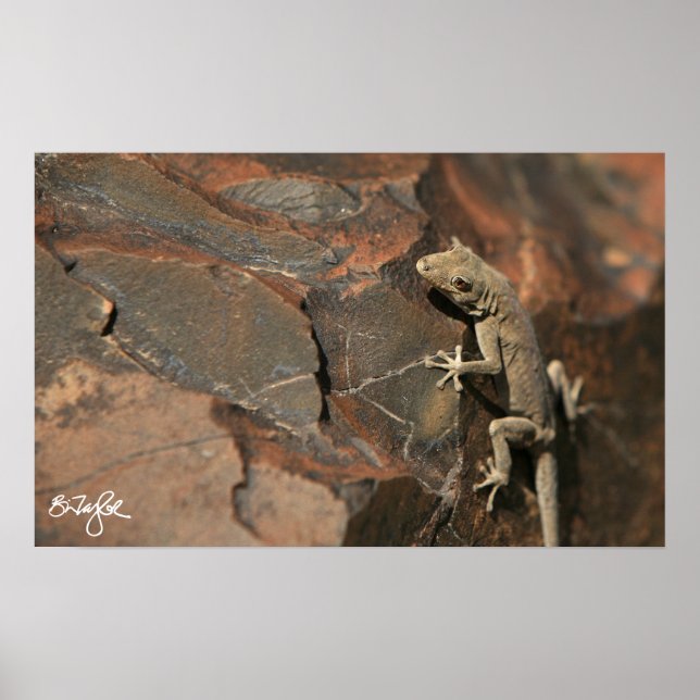 Namib Day Gecko (Bradfield's Poster (Vorne)