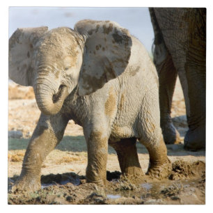 Namibia, Afrika: Baby African Elephant Fliese