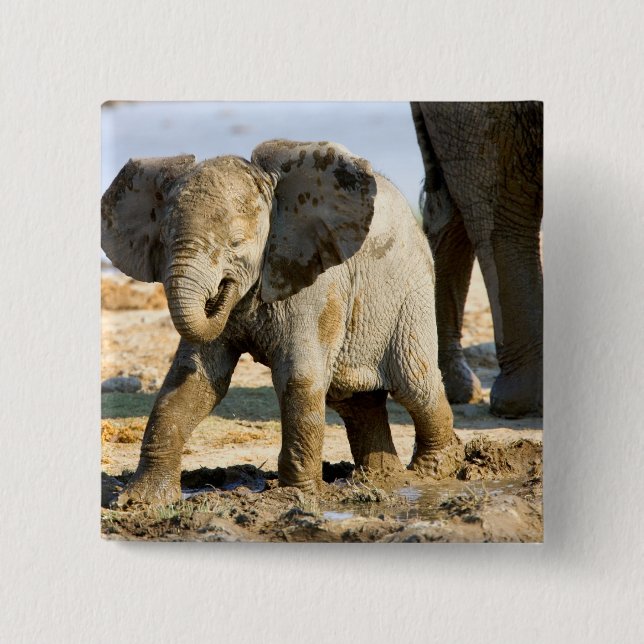 Namibia, Afrika: Baby Afrikanischer Elefant Button (Vorderseite)